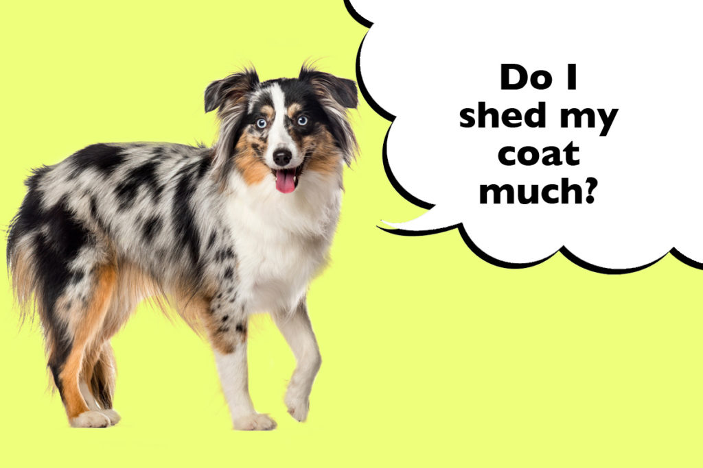 Australian Shepherd on a yellow background with a speech bubble that says 'Do I shed my coat much?'