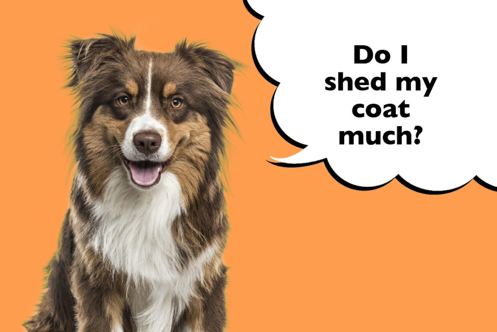 Australian Shepherd on an orange background with a speech bubble that says 'Do I shed my coat much?'