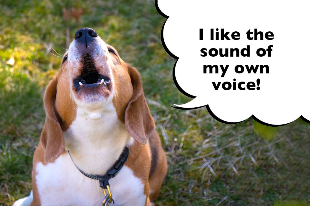 Beagle outside on the grass baying and howling with a speech bubble that says 'I like the sound of my own voice'