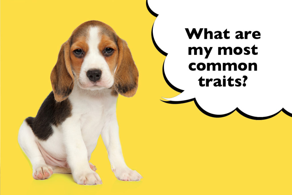 Beagle puppy on a yellow background with a speech bubble that says 'What are my most common traits?'
