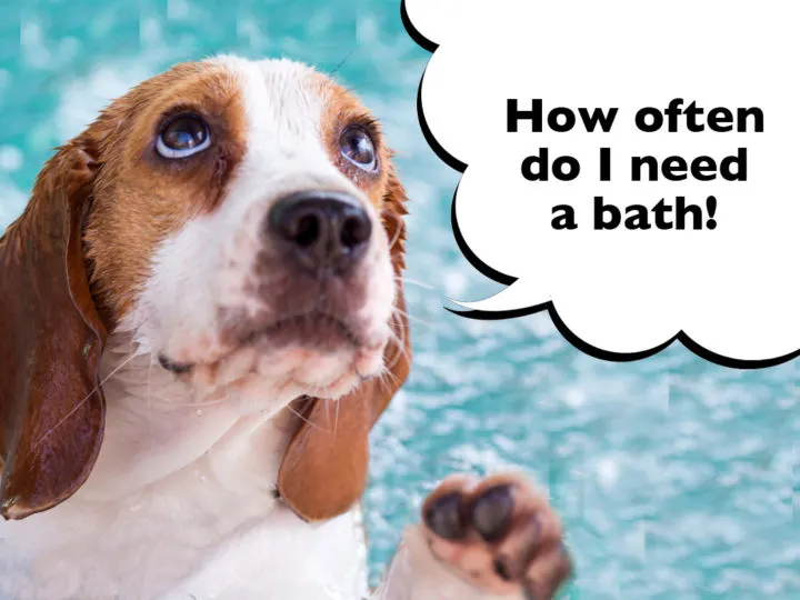 How Often Do You Bathe A Beagle?
