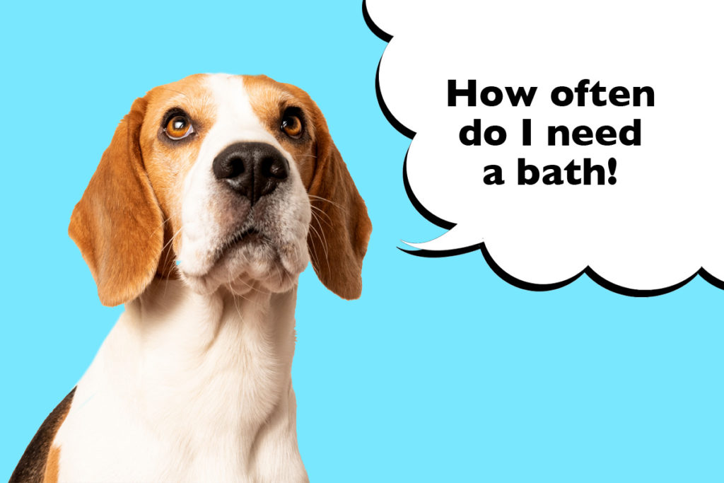 Beagle on a cyan blue background with a speech bubble that says 'How often do I need a bath?'