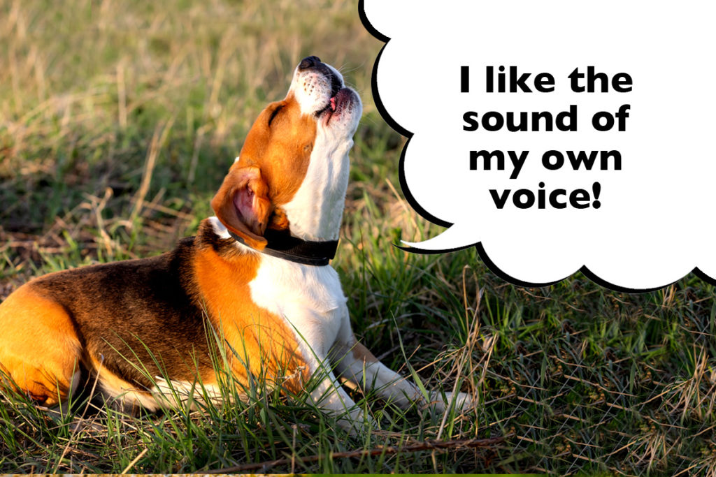 Beagle outside on the grass howling with a speech bubble that says 'I like the sound of my own voice'