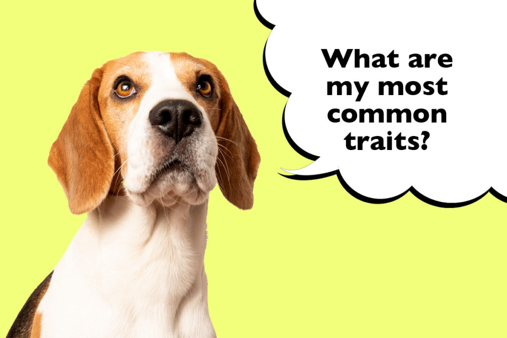 Beagle on a lime green background with a speech bubble that says 'What are my most common traits?'