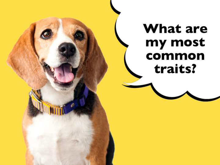 15 Of The Most Common Beagle Traits