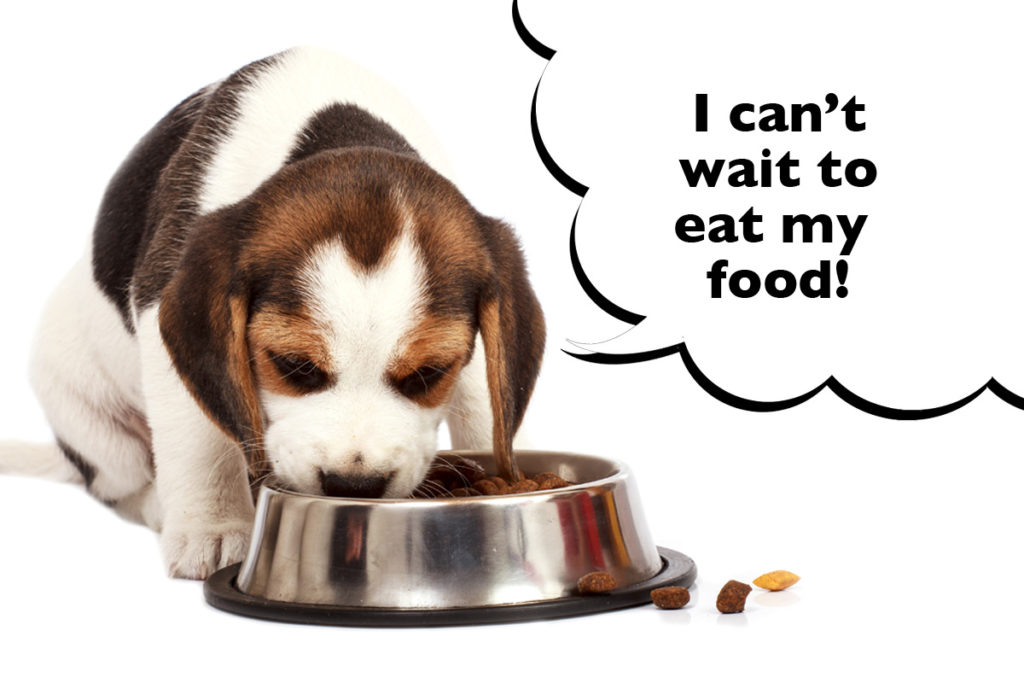 Beagle puppy on a white background eating dog food from a dog bowl with a speech bubble that says 'I can't wait to eat my food!'