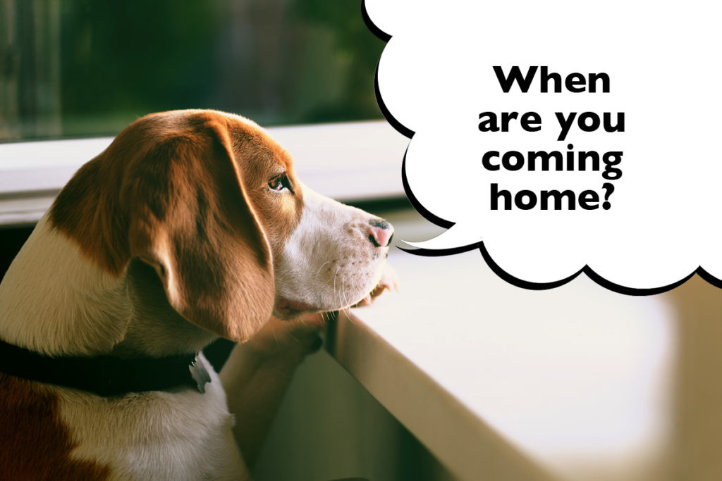Sad looking Beagle staring out the window with a speech bubble that says 'When are you coming home?'