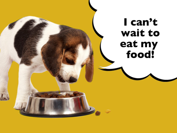 What Do Beagles Eat?