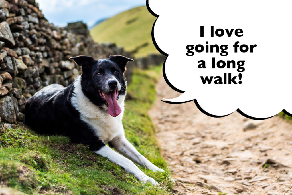 Border Collie out on a walk and laying beside the path having a rest with a speech bubble that says 'I love going  for a long walk!'