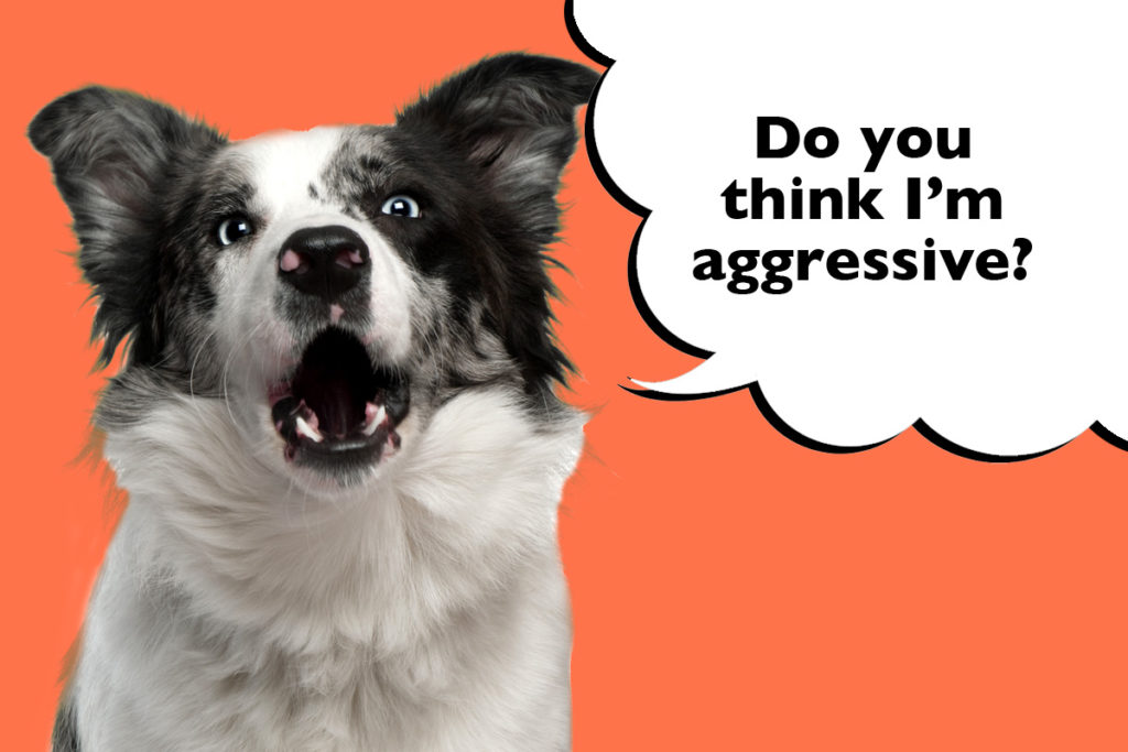 Border collie looking aggressive on an orange background with a speech bubble that says 'do you think I'm aggressive?'