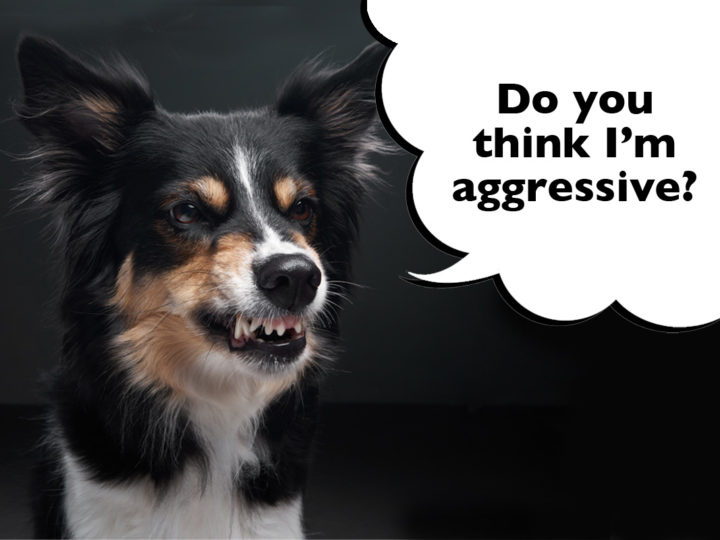 Can Border Collies Be Aggressive?