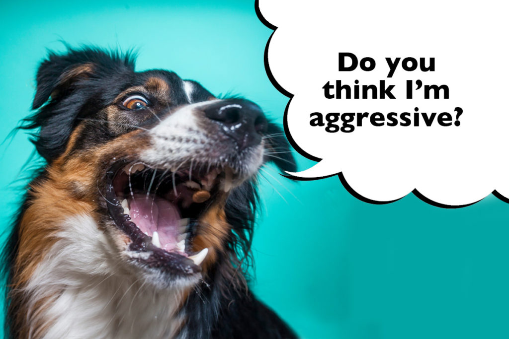 Border collie looking aggressive on a bright turquoise background with a speech bubble that says 'do you think I'm aggressive?'