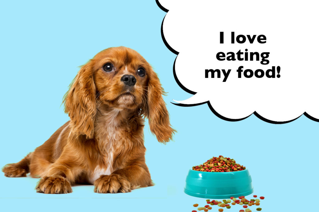 Cavalier King Charles Spaniel on a blue background next to a dog bowl filled with food with a speech bubble that says 'I love eating my food!'