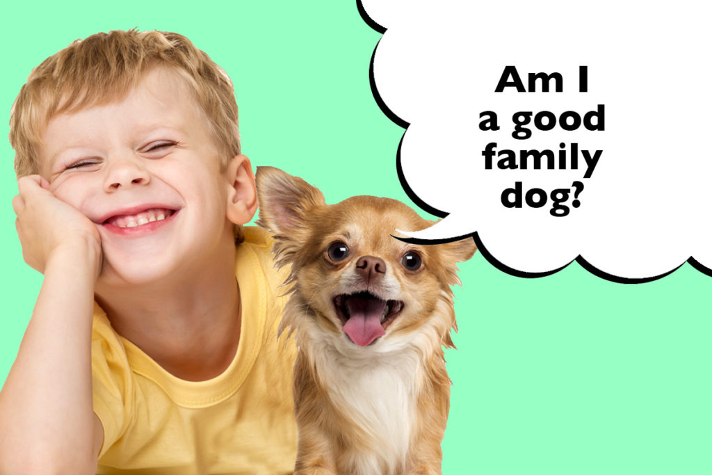 Boy hugging his Chihuahua on a green background with a speech bubble that says 'Am I a good family dog?'