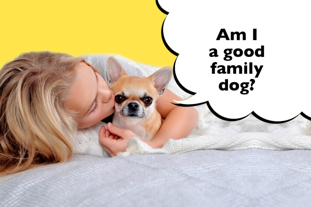 Girl cuddling her Chihuahua on a yellow background with a speech bubble that says 'Am I a good family dog?'
