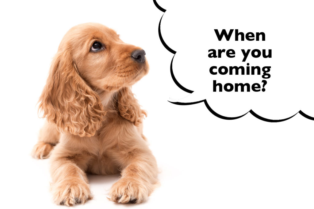 Cocker Spaniel puppy laying down on a white background with a speech bubble that says 'When are you coming home?'
