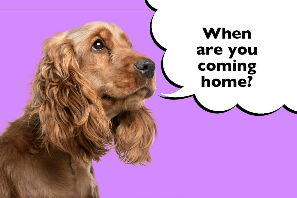 Cocker Spaniel on a purple background with a speech bubble that says 'When are you coming home?'