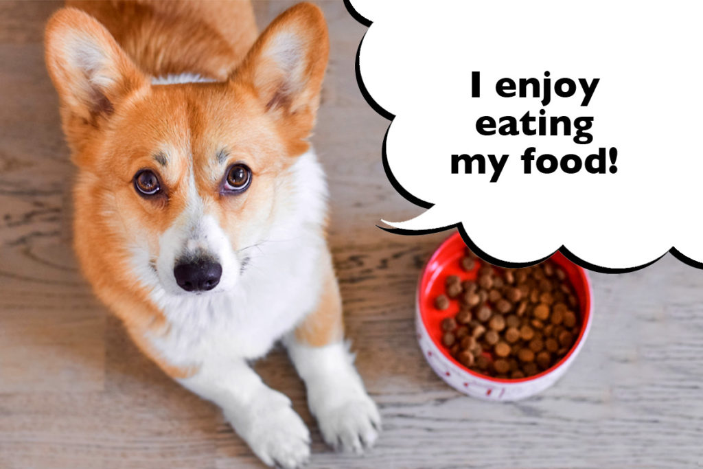 Corgi laying on the floor next to their dinner dog bowl with a speech bubble that says 'I enjoy eating my food!'