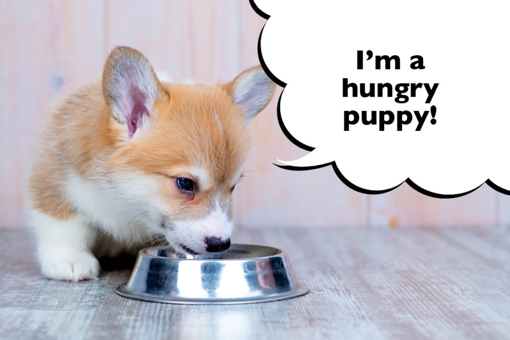 Corgi puppy on the floor eating their dinner with a speech bubble that says 'I'm a hungry puppy!'