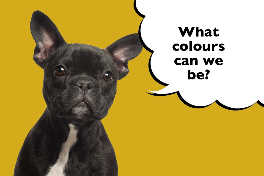 Black French Bulldog on a yellow background with a speech bubble that says 'What colours can we be?'