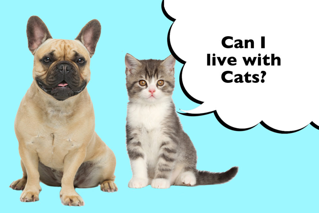 French bulldog with a cat on a blue background with a speech bubble that says 'Can I live with cats?'