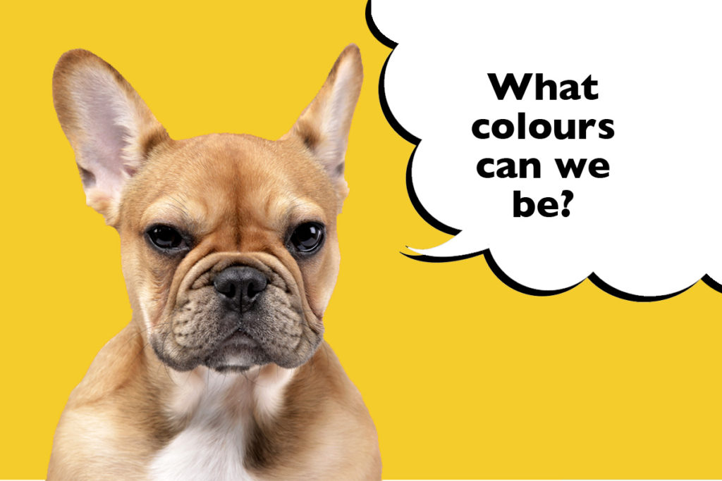 French Bulldog on a yellow background with a speech bubble that says 'What colours can we be?'