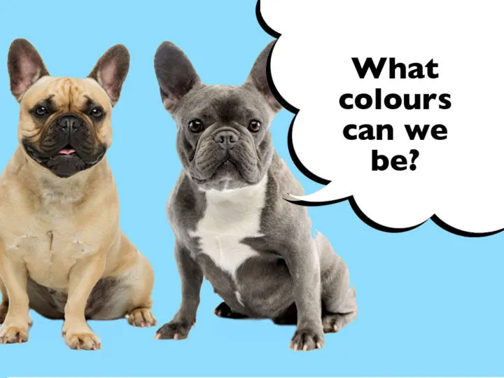 What Colours Can French Bulldogs Be?