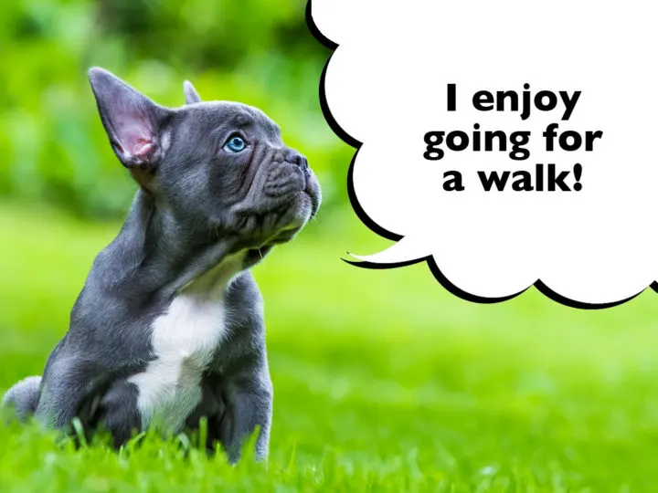How Much Exercise Does A French Bulldog Need