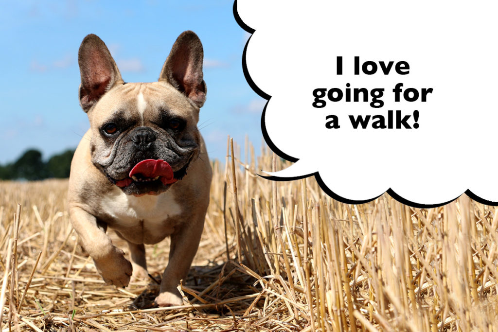 French Bulldog going for a walk in a field with a speech bubble that says 'I love going for a walk'