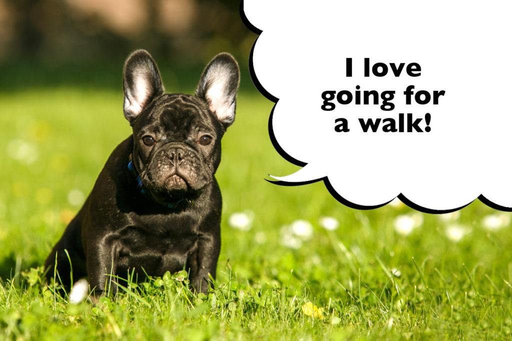 French Bulldog sat outside on the grass with a speech bubble that says 'I love going for a walk'
