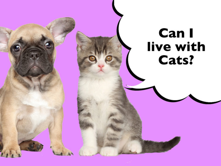Can French Bulldogs Live With Cats?