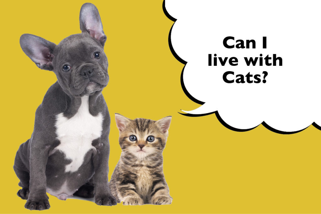 French bulldog with a kitten on a yellow background with a speech bubble that says 'Can I live with cats?'
