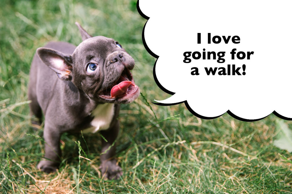 French Bulldog puppy standing on the grass on a walk with a speech bubble that says 'I love going for a walk'