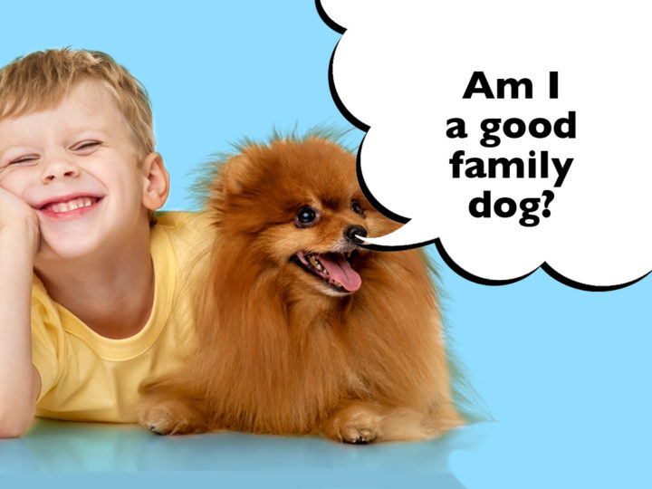 Are Pomeranians Good With Kids?