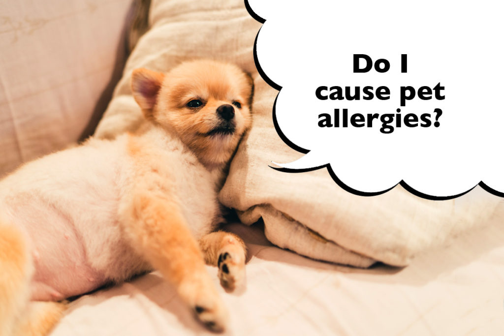 Pomeranian laying down on the sofa with a speech bubble that says 'Do I cause pet allergies?'