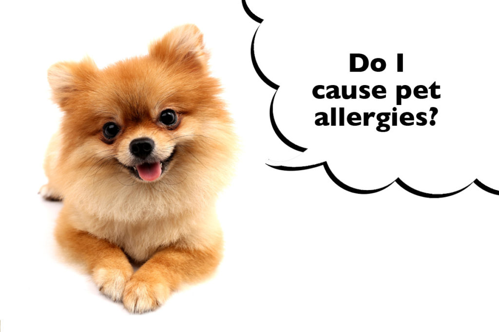Pomeranian laying down on a white background with a speech bubble that says 'Do I cause pet allergies?'