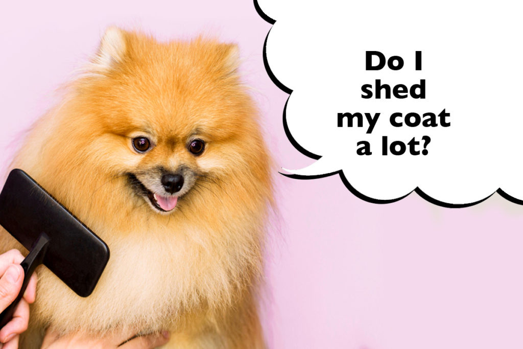 Pomeranian being brushed on a pink background wit a speech bubble that says 'Do I shed my coat a lot?'