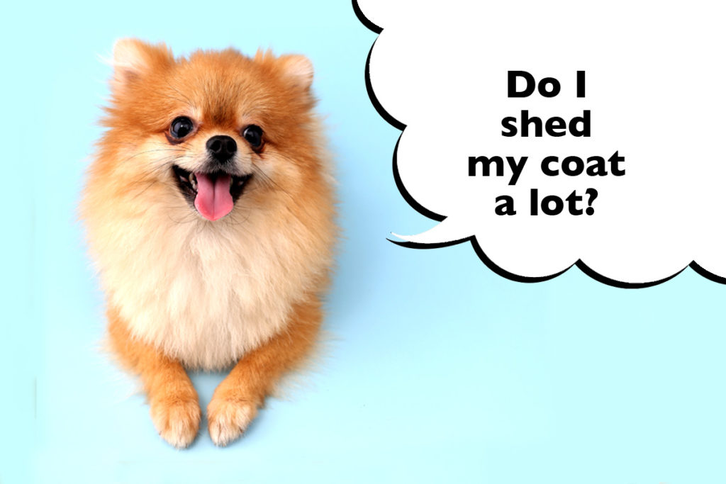 Pomeranian laying down on a blue background wit a speech bubble that says 'Do I shed my coat a lot?'