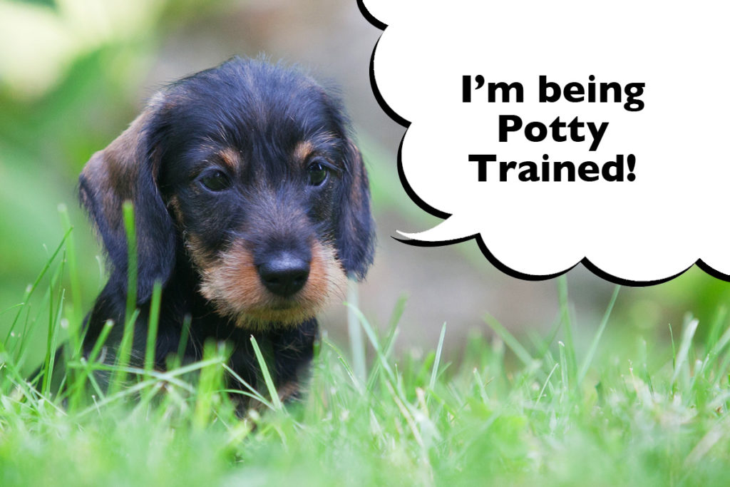 Puppy in the grass with a speech bubble that says 'I'm being potty trained'.
