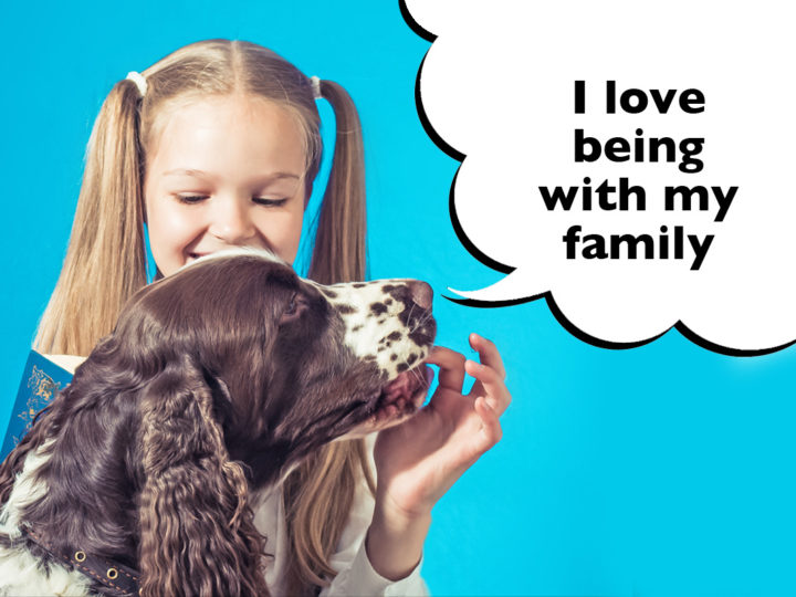 Are Springer Spaniels Good Family Dogs?