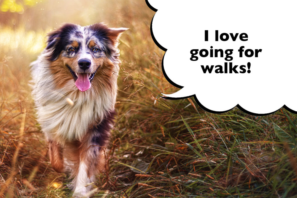 Australian Shepherd walking through the grass at sunrise with a speech bubble that says 'I love going for walks!'