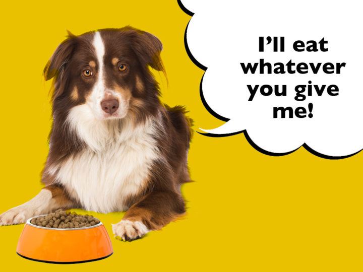 What Do Australian Shepherds Eat? Australian Shepherd laying beside their dog food bowl with a speech bubble that says 'I'll eat whatever you give me!'.