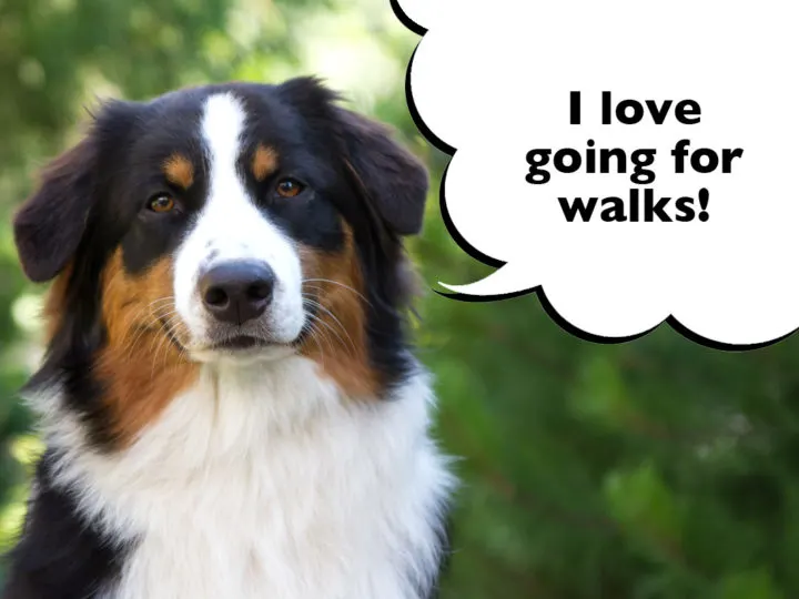 How Much Exercise Do Australian Shepherds Need? Australian Shepherd out on a walk with a speech bubble that says 'I love going for walks!'