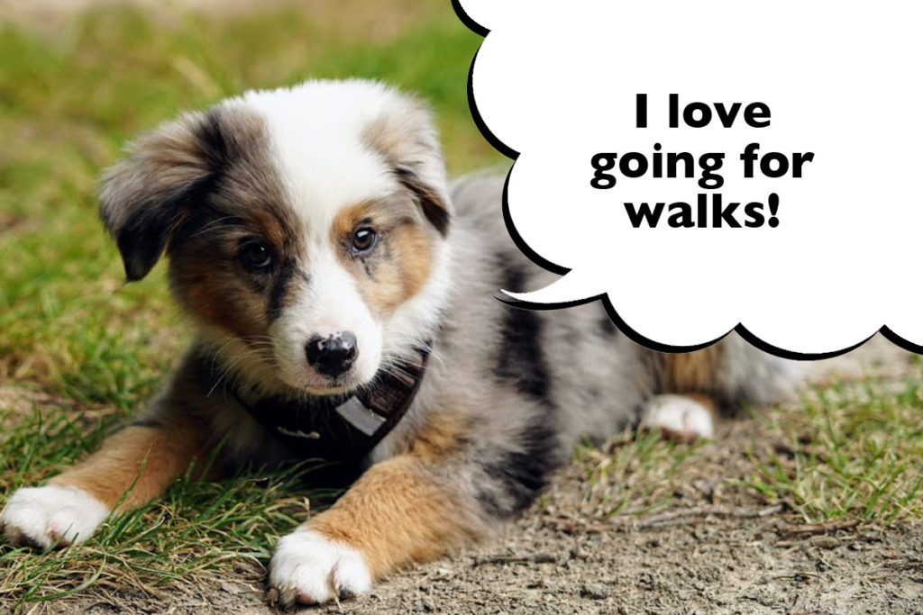 Australian Shepherd puppy laying on the grass with a speech bubble that says 'I love going for walks!'