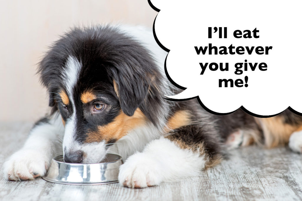 Australian Shepherd puppy eating out of their dog food bowl with a speech bubble that says 'I'll eat whatever you give me!'. 