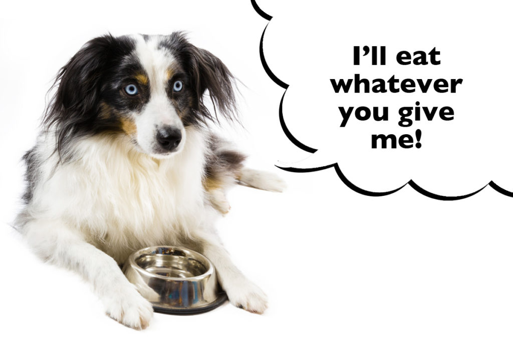 Australian Shepherd laying beside their dog food bowl with a speech bubble that says 'I'll eat whatever you give me!'. 