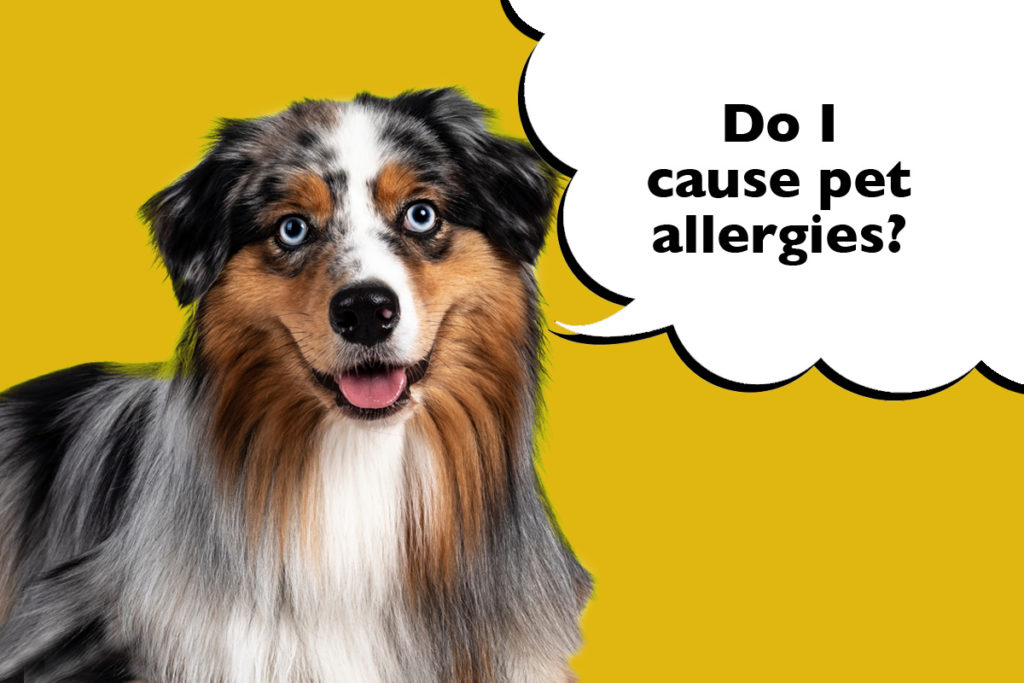 Australian Shepherd on a yellow background with a speech bubble that says 'Do I cause pet allergies?'