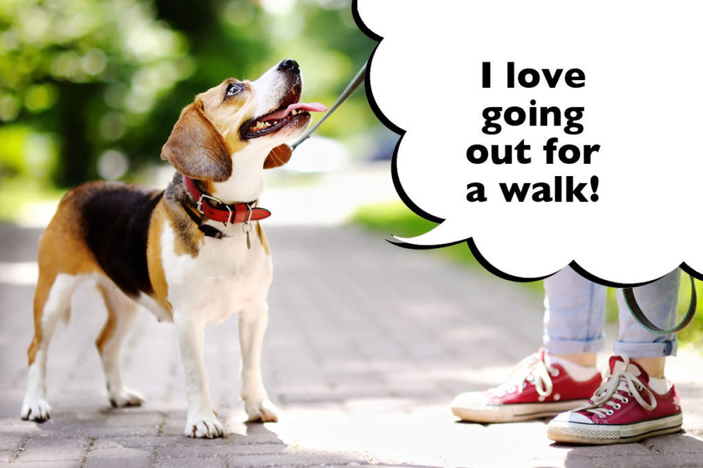 Beagle out on a walk with their owner with a speech bubble that says 'I love going out for a walk!'