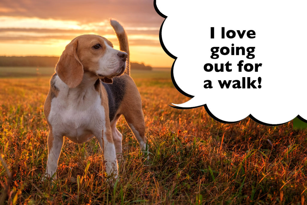 Beagle standing in a field as the sun goes down, with a speech bubble that says 'I love going out for a walk!'