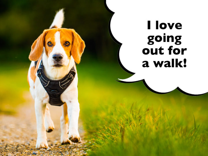 How Much Exercise Do Beagles Need?